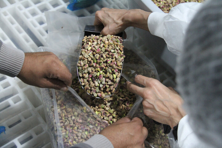 FAO’s solutions help pistachio growers deal with predicaments