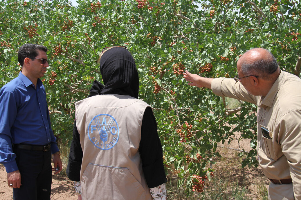 FAO’s solutions help pistachio growers deal with predicaments