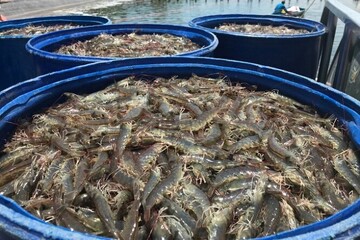Over 200 fishery research projects to be implemented this year