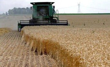 Wheat production, harvest increase