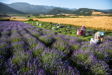 Zanjan province: Medicinal plant cultivation seen as driver of health tourism growth