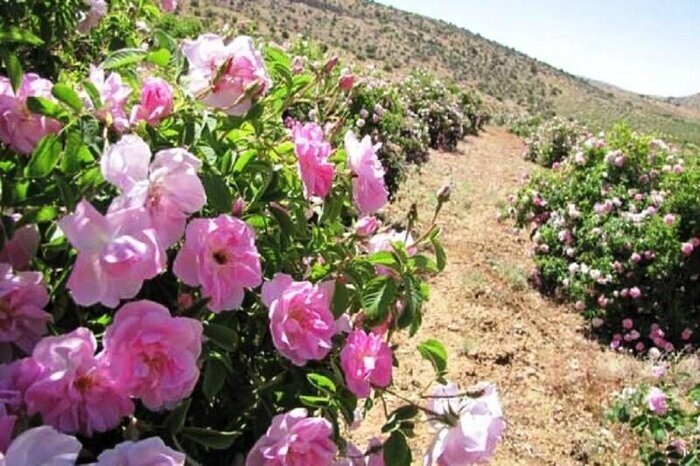 Zanjan province: Medicinal plant cultivation seen as driver of health tourism growth