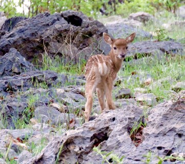 Karkheh welcomes first yellow deer born this year
