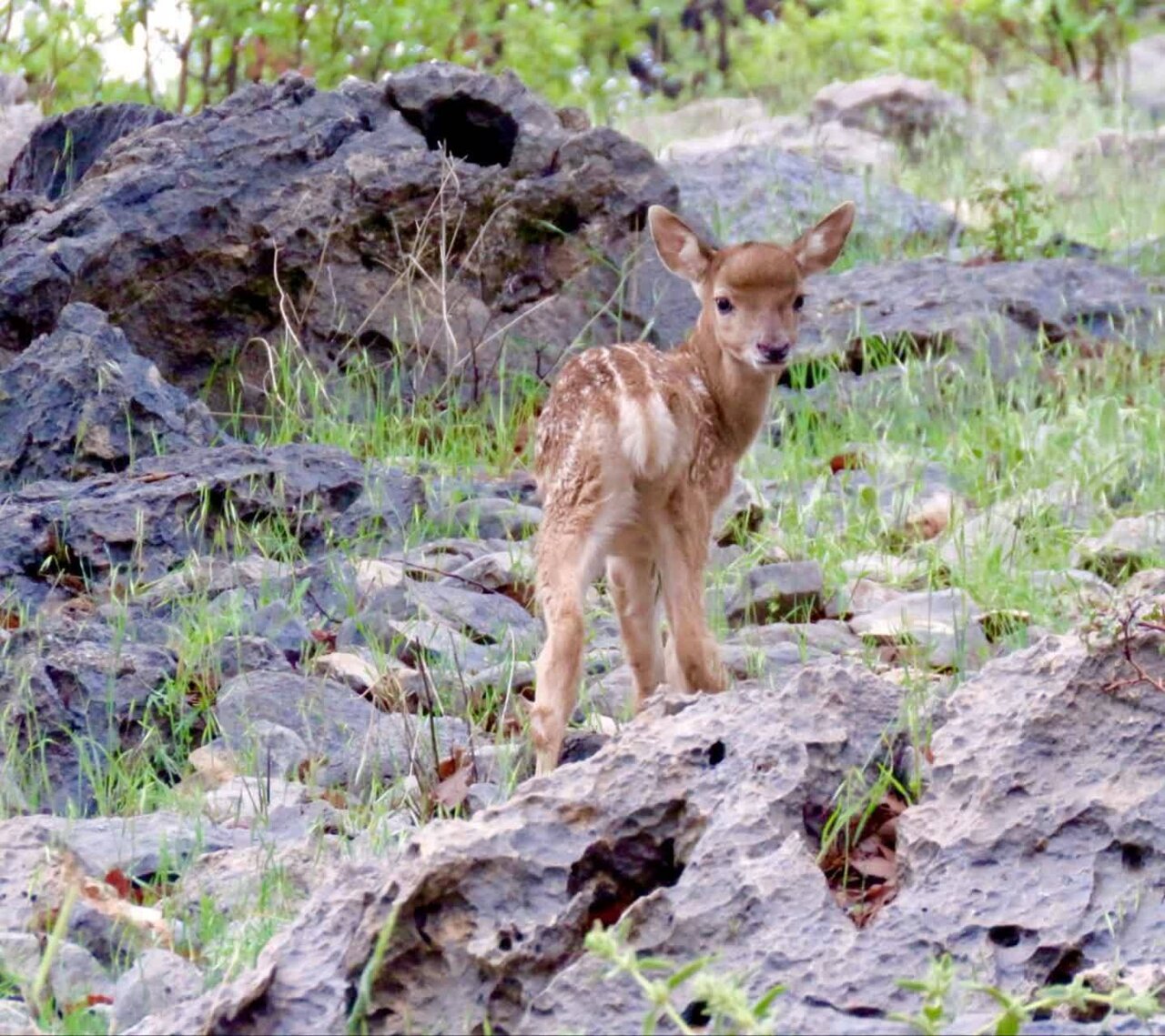 Karkheh welcomes first yellow deer born this year