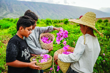 Damask rose harvest begins in Meymand