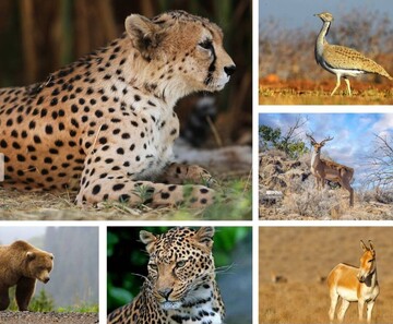 From accelerated extinction to successful revival of species