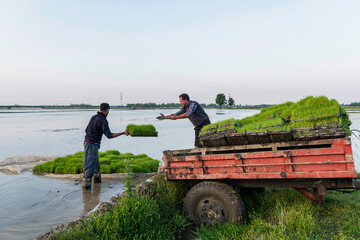Rice planting begins in Gilan