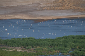 Working together to preserve Iran’s precious biodiversity