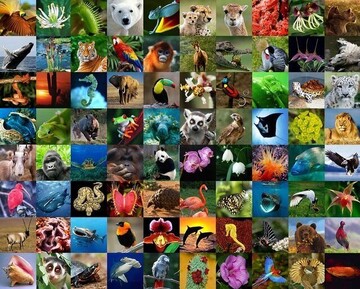 Preserving biodiversity; actions and necessities