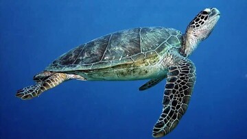 Sea turtles: threats and opportunities