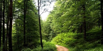 DOE starts satellite monitoring across Hyrcanian forests