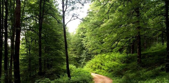 DOE starts satellite monitoring across Hyrcanian forests