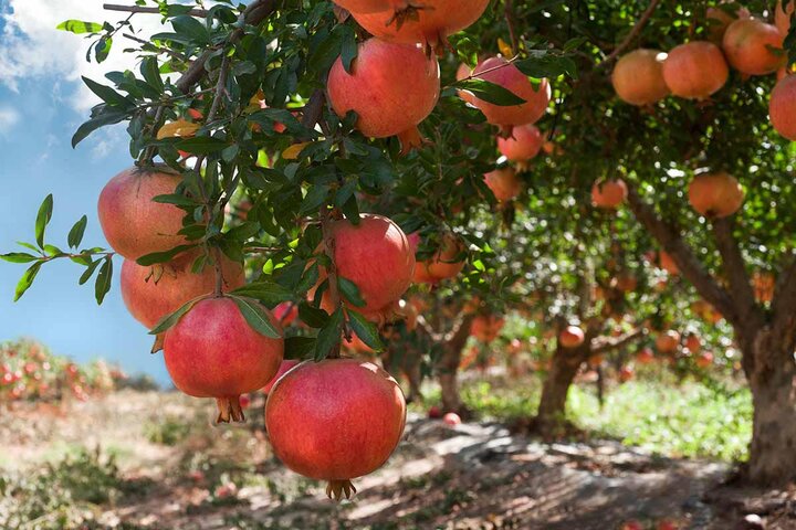Bajestan: A quiet treasure beyond Iran’s tourist trail