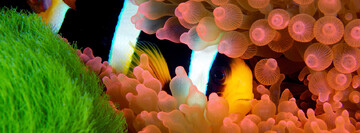 Reimagine: Beyond the world we know, a new relationship with our ocean