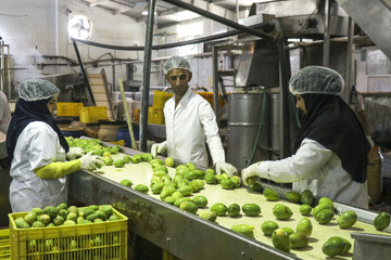 Minab, the hub of mango production in Iran
