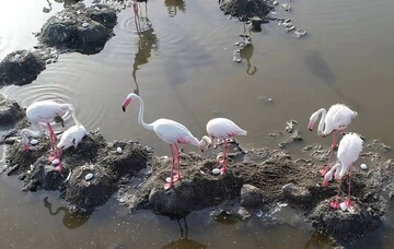 Flamingo population rises as 36,000 chicks recorded in Shadegan Wetland