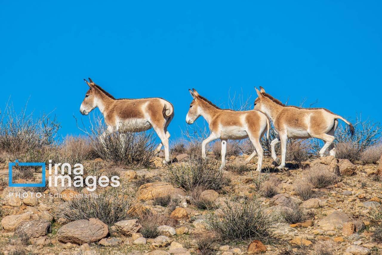 Persian zebra’s population soars in Kavir National Park
