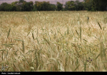 Wheat production to reach 13.5 million tons this year