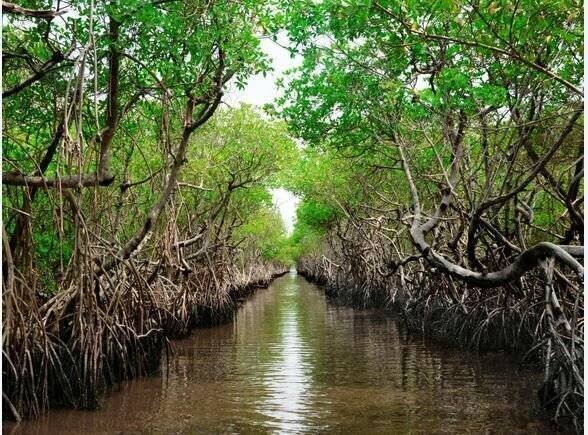 DOE outlines measures to save, restore mangrove forests