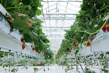 Greenhouse products exports rise 12% thanks to modern technology, water crisis management