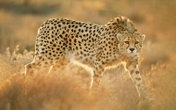 Cheetah conservation plan revised with focus on reducing human threats