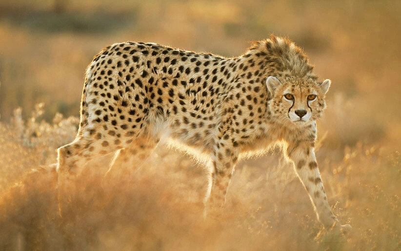 Cheetah conservation plan revised with focus on reducing human threats