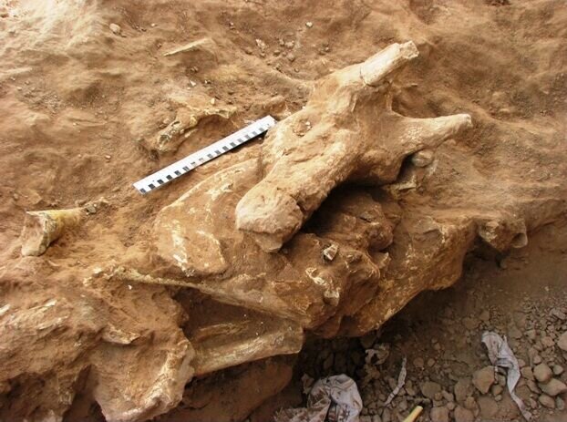 DOE prepares conservation map to protect valuable fossil reserves