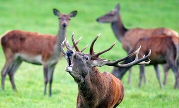 DOE bans rut tours to help Persian red deer conservation