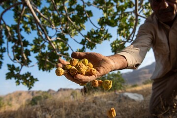 From rainwater to figs: Estahban’s tradition of sustainable cultivation