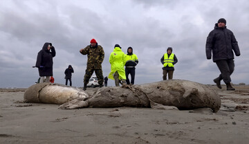 Iran proposes regional action plan to preserve Caspian seal