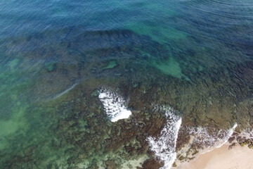 Israel microalgae