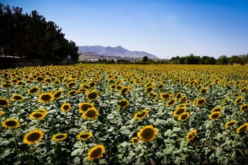 Where farmlands bloom in gold