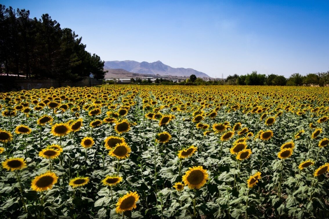 Where farmlands bloom in gold