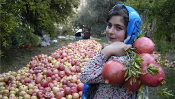 The pomegranate: A fruit at the heart of Iran’s cultural heritage