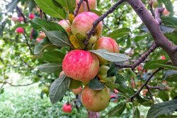 Iran’s horticulture development adopts ‘Technology-Driven Development’ scenario