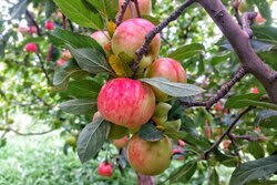 Iran’s horticulture development adopts ‘Technology-Driven Development’ scenario