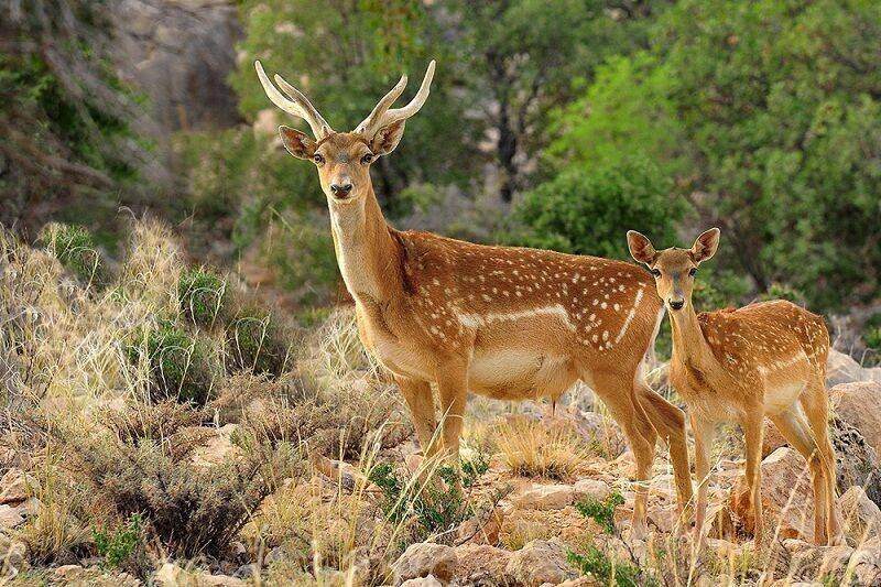 DOE steps up efforts to restore Persian yellow deer population