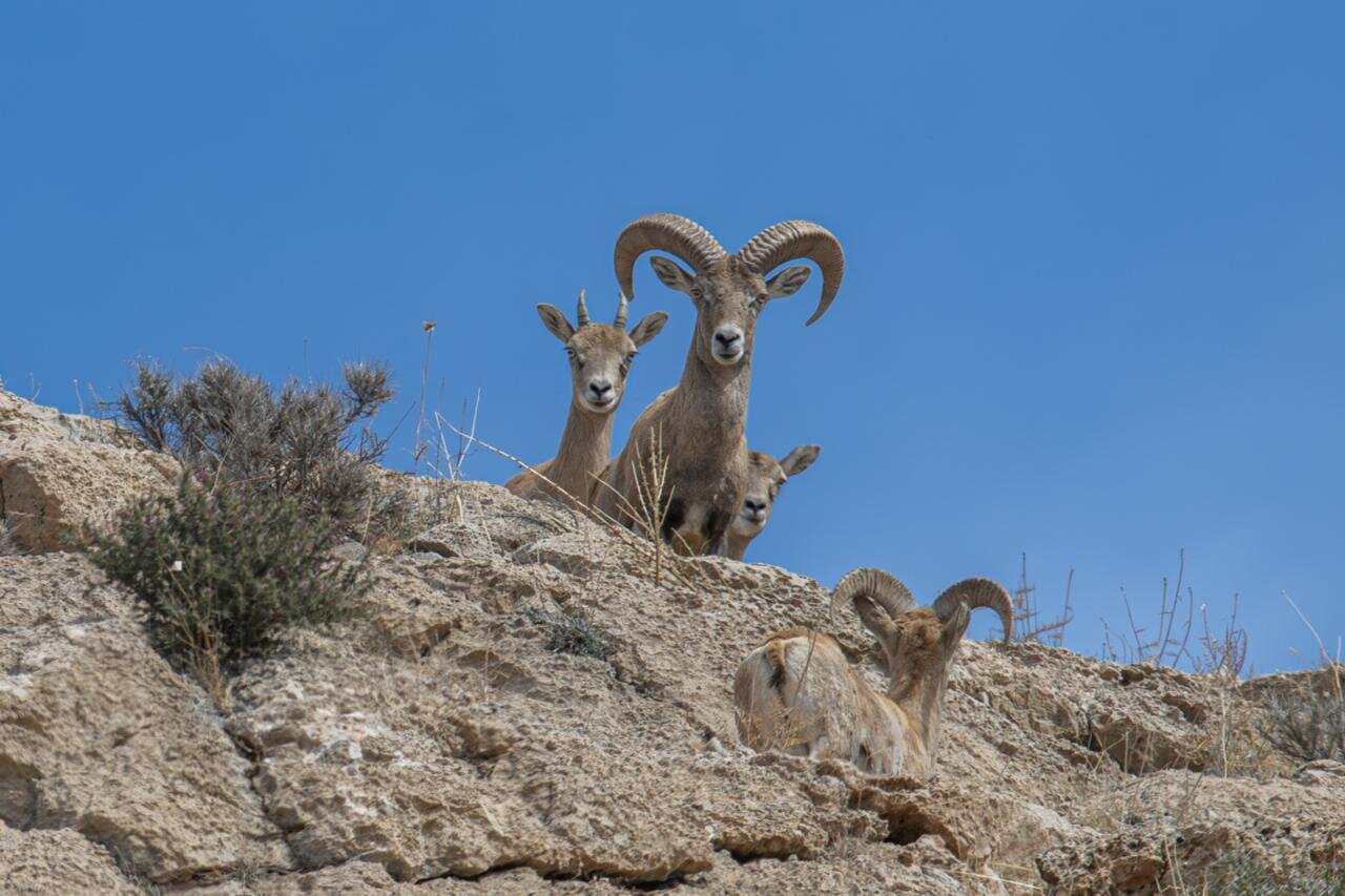 Urial sheep: a vital link in mountain ecosystems
