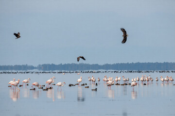 “Every Bird Counts – Your Observations Matter!”