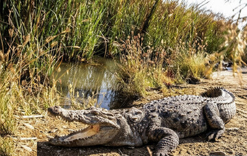 DOE advances conservation efforts for reptile and amphibian species