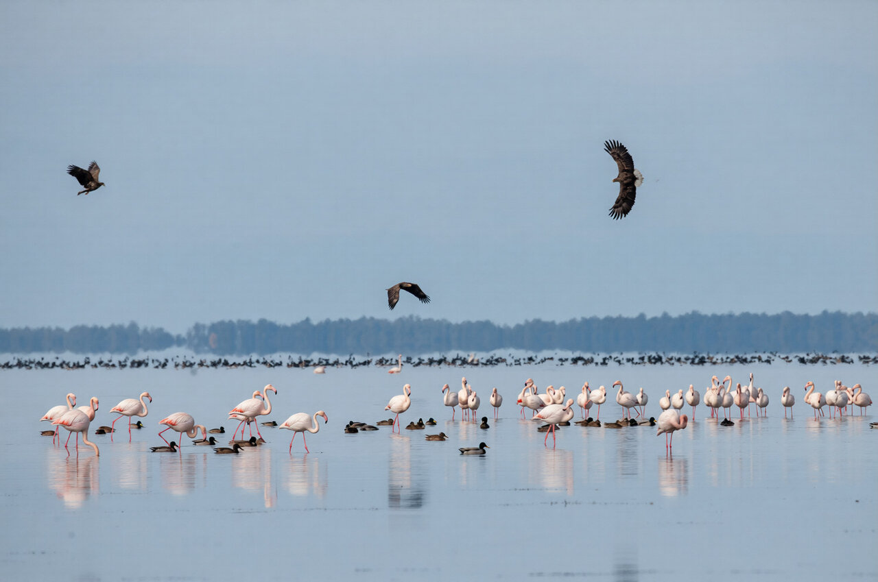 “Every Bird Counts – Your Observations Matter!”