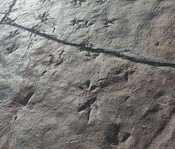 Dozens of possible dinosaur footprints emerge in Iran, researcher urges urgent documentation