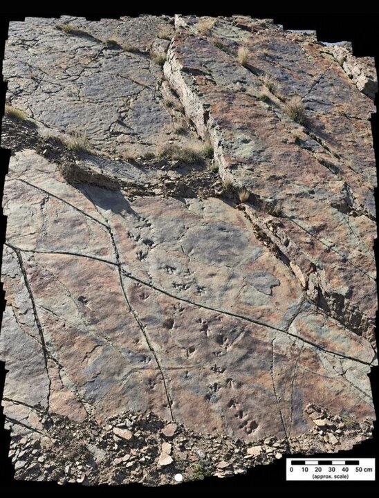 Dozens of possible dinosaur footprints emerge in Iran, researcher urges urgent documentation