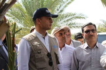 FAO to strengthen pest management, protect production in Kerman date palm groves