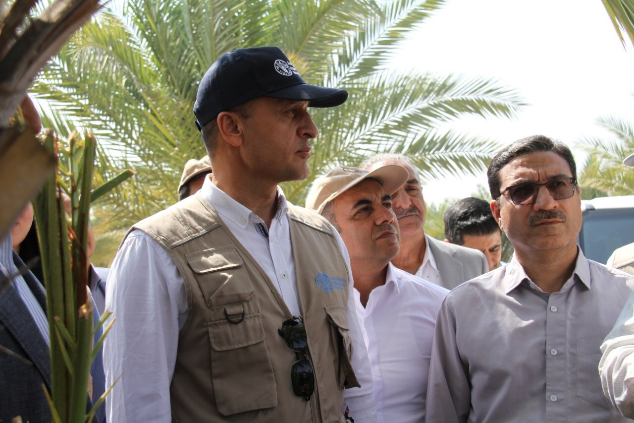 FAO to strengthen pest management, protect production in Kerman date palm groves