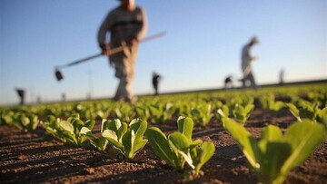 Agricultural output rises despite water cuts, reduced cultivated area