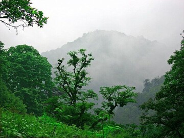 Fatatu Forest, a hidden natural retreat in northern Iran
